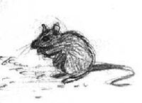 Rat