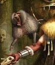 Baboon