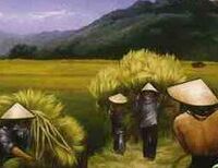 Rice Farmers