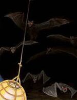 Bats