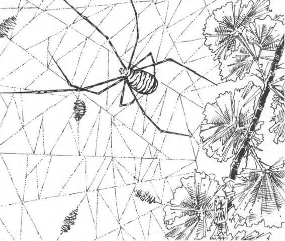 File:Spider.jpg