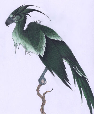 Archivo:Augurey Hembra.jpg