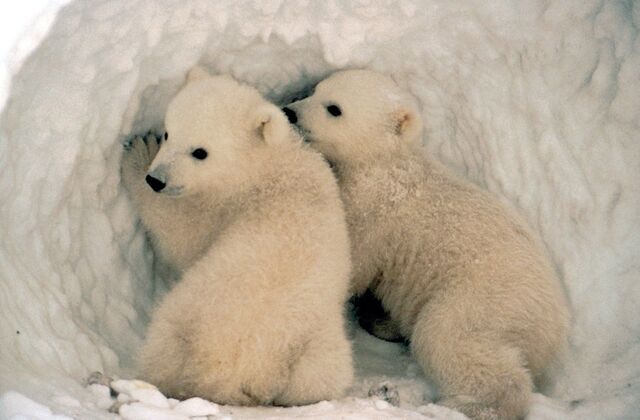 File:Polar bear cubs.jpg