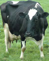 Thin cow
