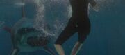 Sharks