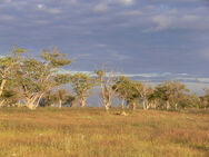 Grassland