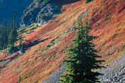 Mt baker wilderness-31