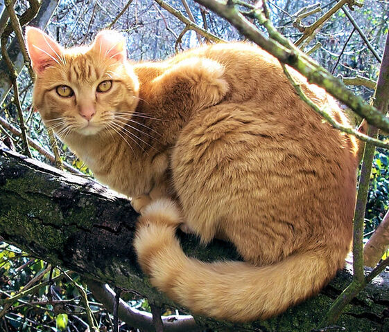 File:Tresire cat by kitsunekko.jpg