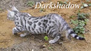 File:Darkshadow.jpeg