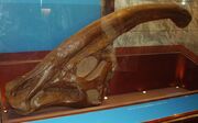 P.walkeri2