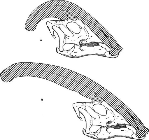 File:P.cyrtocristatus&P.walkeriskulls.jpg