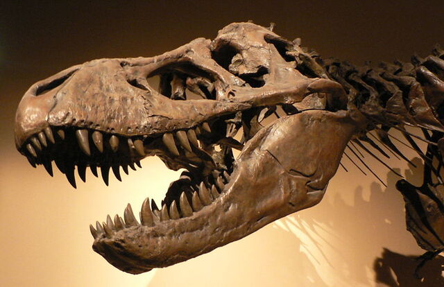 File:T-rex skull.jpg