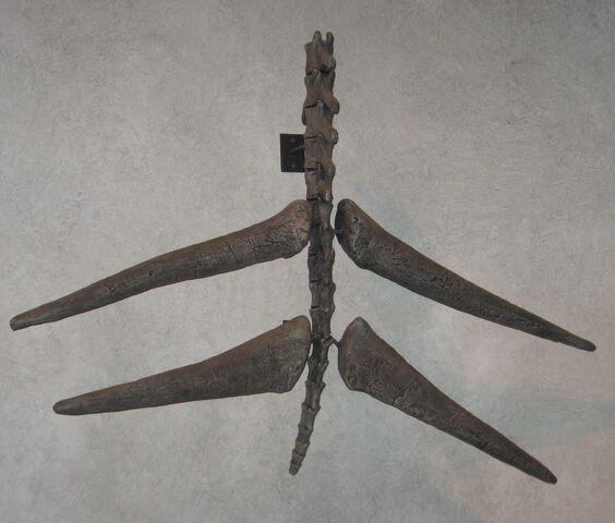 File:Thagomizer 01.jpg