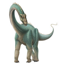 Kaatedocus siberi