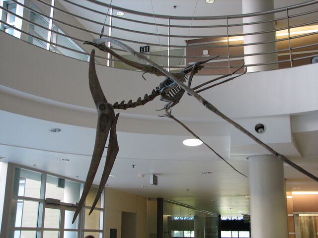 File:UCMP Pteranodon left.jpg