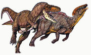 P.cyrtocristatus2