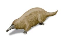Steropodon
