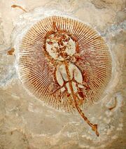 Cyclobatis major 1