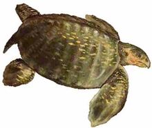 Toxochelys