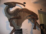 P.walkeri