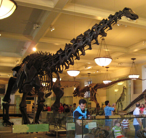File:Apatosaurus.jpg