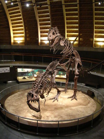 File:Courting Trex fossils.jpg