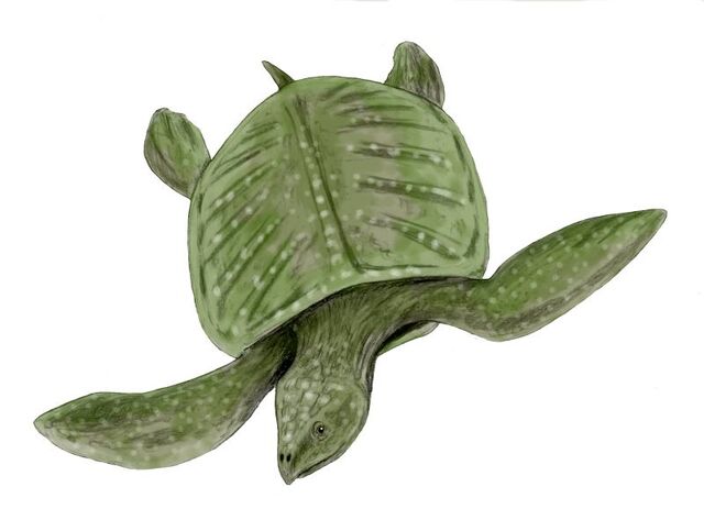 File:Species- Archelon.jpg