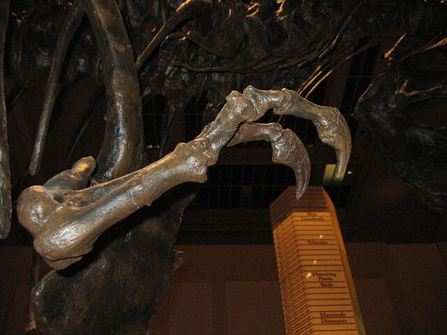 File:T.rex arm.jpg