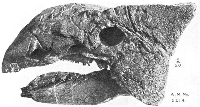 File:800px-Ankylosaurus skull AMNH-1-.jpg