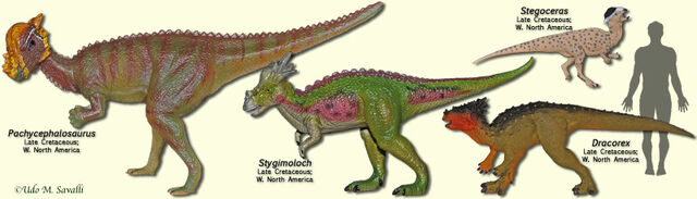 File:PachycephalosaurModels.jpg