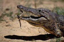 10-Mother-Crocodile-Handles-Her-Baby-Carefully