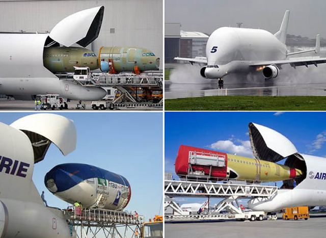 File:Beluga plot.png