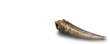 DogFang