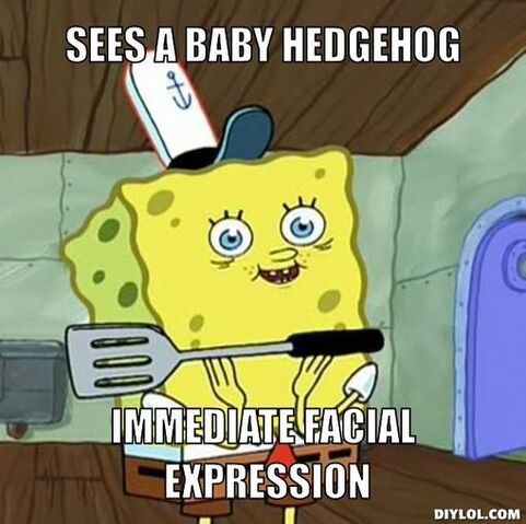 File:Spongebob-face-meme-generator-sees-a-baby-hedgehog-immediate-facial-expression-119c1a.jpg