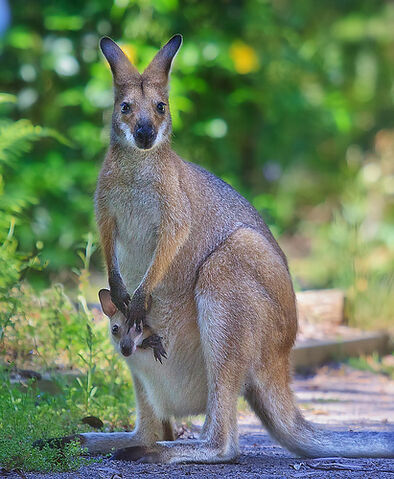 File:Kangaroo & joey. (2).jpg