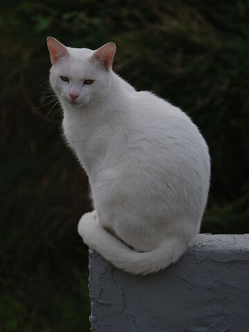 File:Boris the Good.jpg