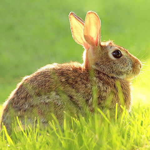 File:Backyard bunny.jpg