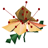 Balsamine Impatiente.gif