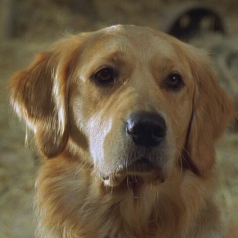 Fichier:3-Chien.jpg