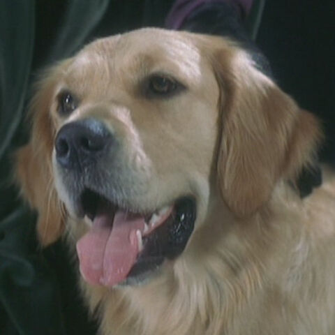 Fichier:1-Chien.jpg