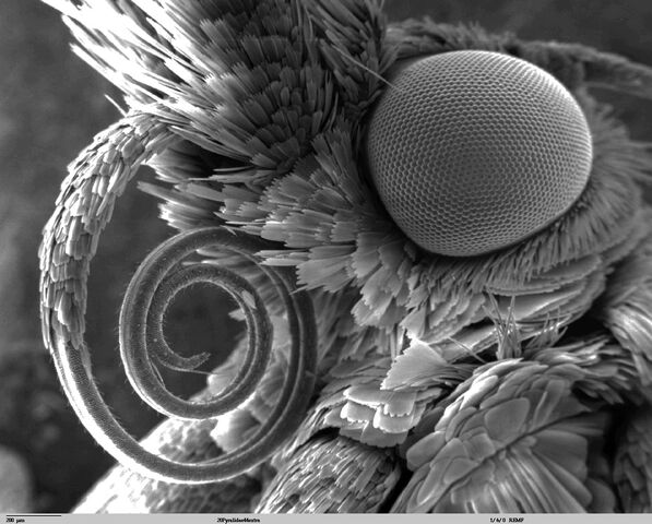 File:Butterfly Tongue EM.jpg