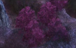 Forestofdeception