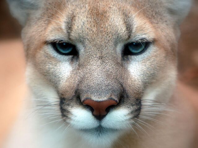 File:Meow.jpg