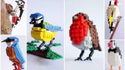 Birds
