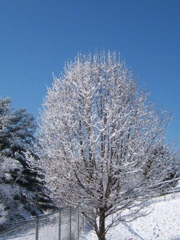 File:DSCF0877 medium.jpg