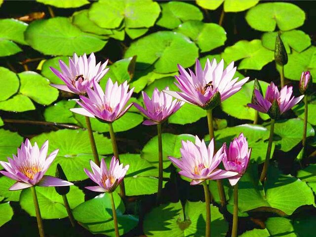 File:Water lilies.jpg