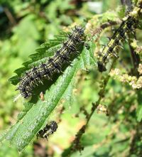 KleinerFuchs(Raupe).jpg