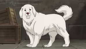 Chou Chou Profile Picture
