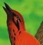 Oiseau