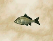 Crucian